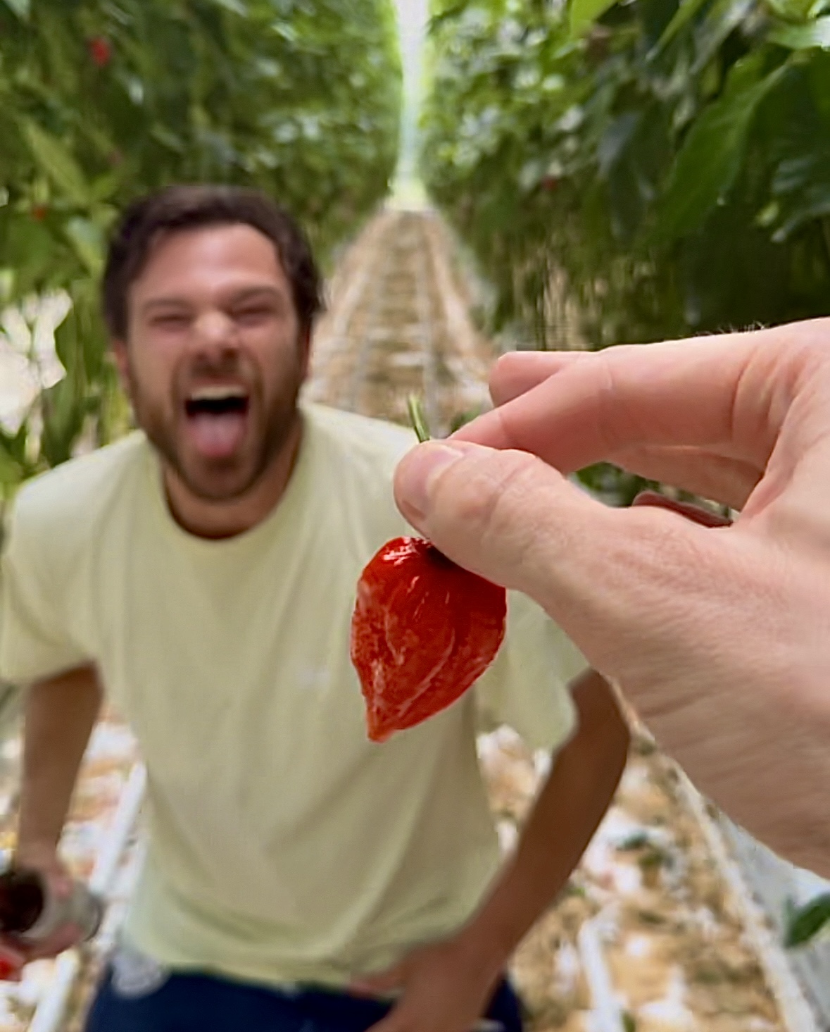 Growing peppers in Belgium