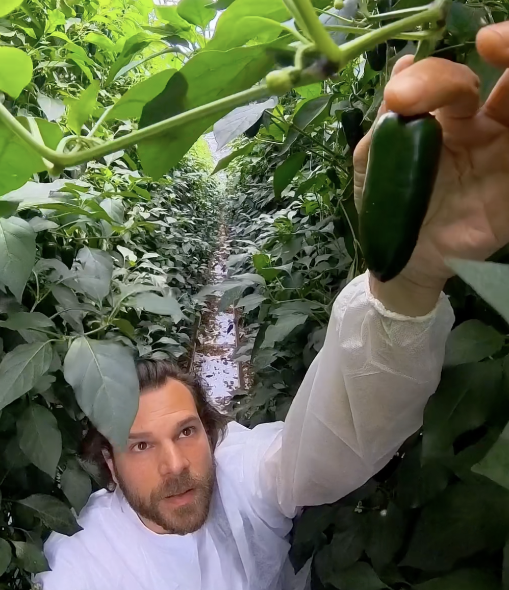 Growing peppers in Belgium
