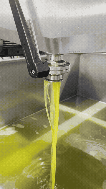Olive oil harvest