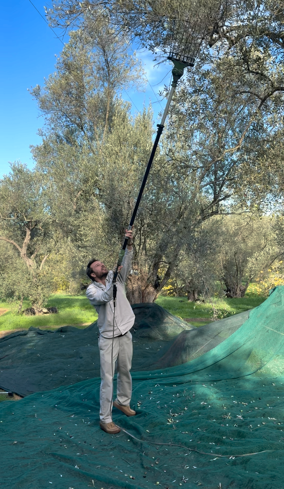 Our olive oil harvest