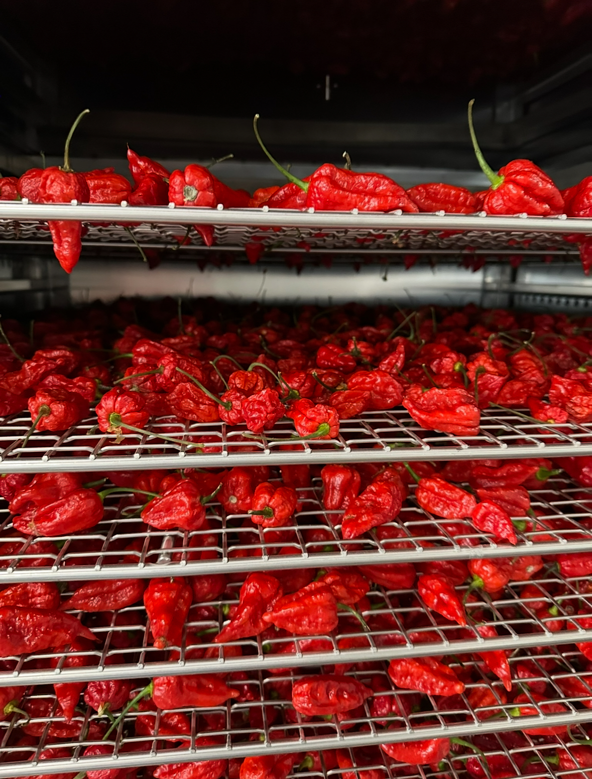 Racks of ghost peppers slowly drying