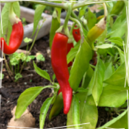 The love for spicy was born
